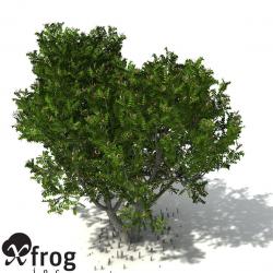 Xfrogplants Grey Mangrove D Models Stlfinder