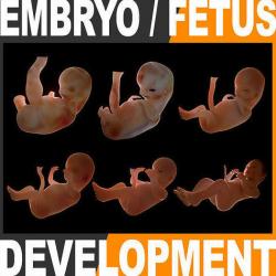 Stl Embryo Fetus D Models Stlfinder