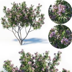 Chitalpa Tashkentensis Tree 3d Models STLFinder