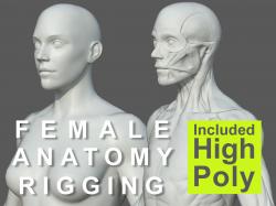 Femaleanatomy 3d Models STLFinder