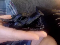 Dragon Head