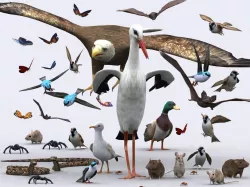 3DRT - Birds and Critters Low-poly  3D model