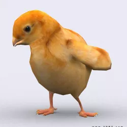 3DRT - Chick Low-poly  3D model