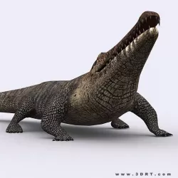 3DRT - Crocodile Low-poly  3D model