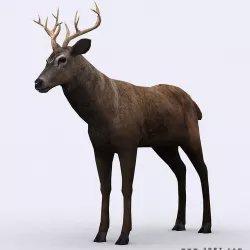 3DRT - Deer Low-poly  3D model
