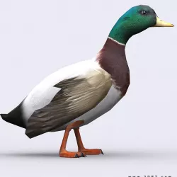 3DRT - Duck Low-poly  3D model