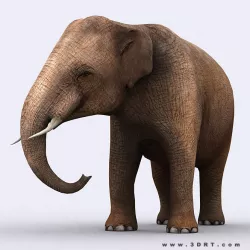 3DRT - Elephant Low-poly  3D model