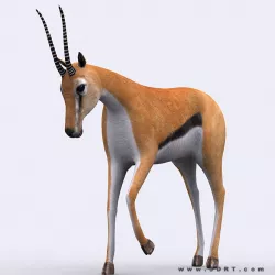 3DRT - Gazelle Low-poly  3D model