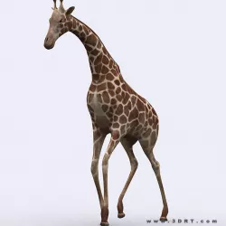 3DRT - Giraffe Low-poly  3D model