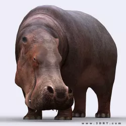 3DRT - Hippopotamus Low-poly  3D model