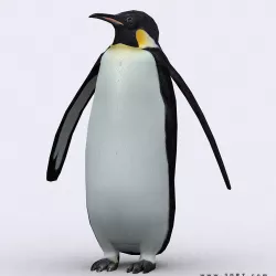 3DRT - Penguin Low-poly  3D model