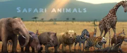 3DRT - Safari Animals Low-poly  3D model