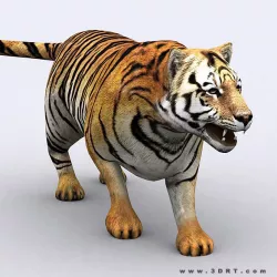 3DRT - Tiger Low-poly  3D model