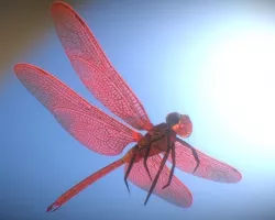 Animated Dragonfly Low-poly  3D model