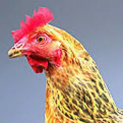 Chicken rigged and animated Low-poly  3D model