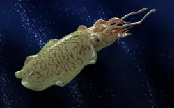Cuttlefish - Request