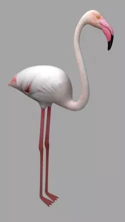 Flamingo Low-poly  3D model