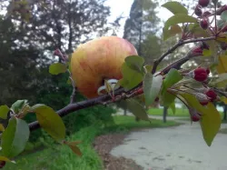 Fruit Holder
