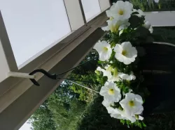 Hook for hanging plant.