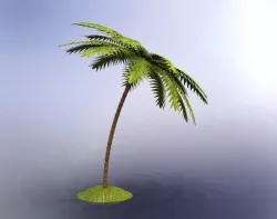 Palm