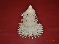 Pine Tree