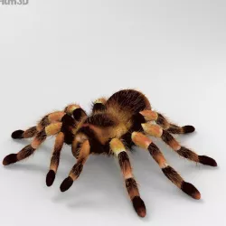 Tarantula High Detailed 3D model
