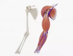 Arm Muscles Bones and Veins Animated 3D model
