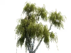 Birch tree HD 3D model