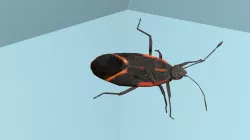 Box Elder Bug Low-poly  3D model