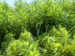 Brushwood 3D model