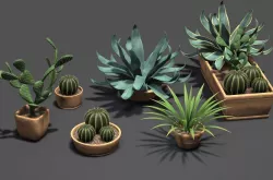 Cactus Aloe Agave Century Plant 3D model