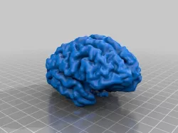 Cortex