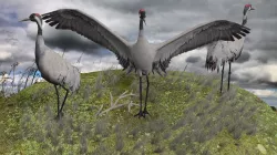 Crane package Low-poly  3D model