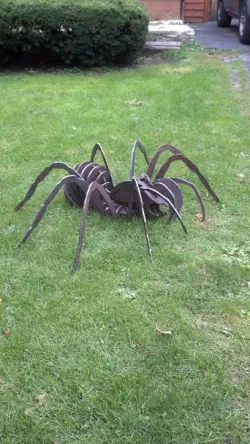 Dicks Tarantula