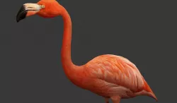 Flamingo Low-poly  3D model