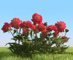 Flowerbed with peonies 3D model