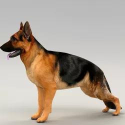 germanshepherd dog GSD  Low-poly  3D model