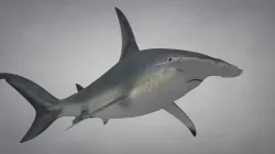Great Hammerhead Shark Rigged C4D Low-poly  3D model