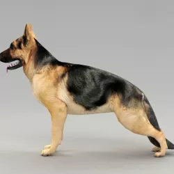GSD DOG  Low-poly  3D model