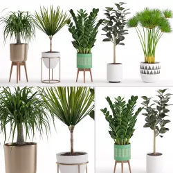 Houseplant 29  3D model