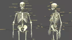Human Skeleton 3D model