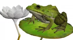 Low poly Green frog Low-poly  3D model