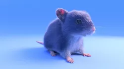 Mouse - grey brown white fur - rigged - realistic style Low-poly  3D model