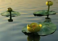 Nuphar lutea 3D model