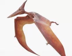 Pterodactyl Rigged Low-poly  3D model
