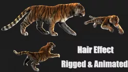 rigged tiger wild cat beast  Low-poly  3D model