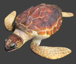 Sea turtle 3D model