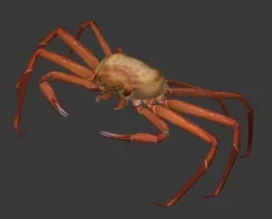 Snow Crab 3D model