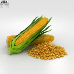 The Corn 3D model