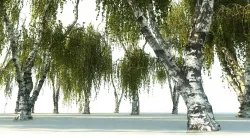 Tree Forest Pack 12 3D model